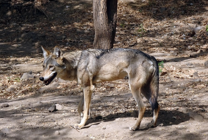 Conservation Status And Legal Considerations