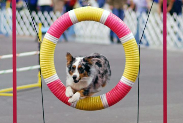 Australian Shepherd
