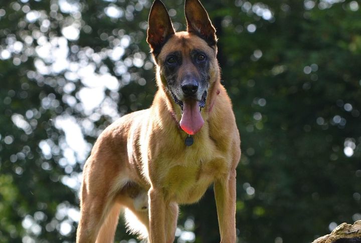 Belgian Malinois