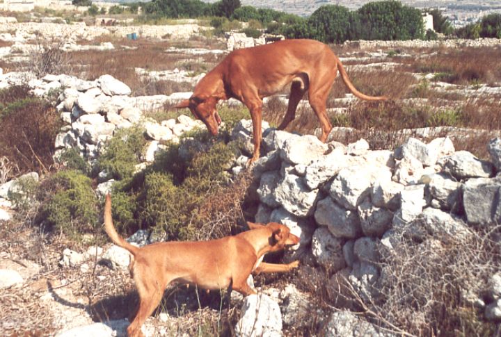 Dogs In Hunting Expeditions