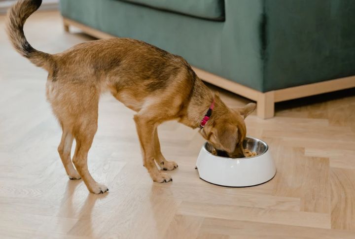 Feed A Balanced Diet