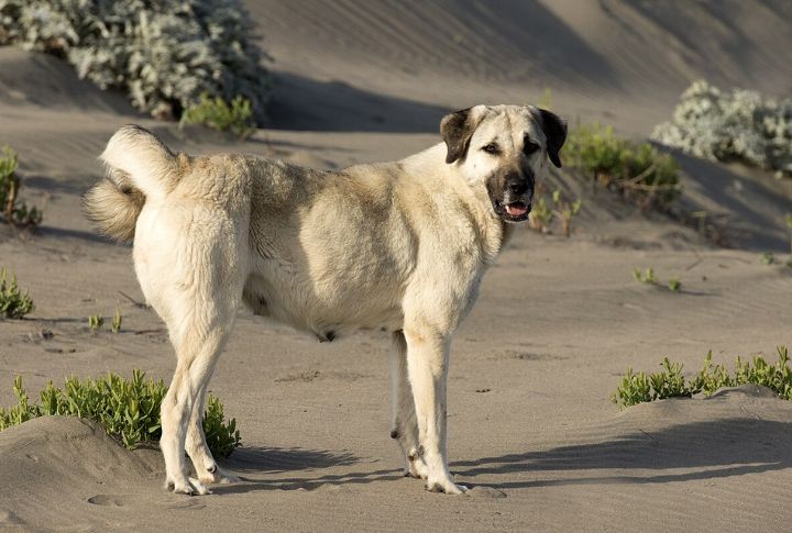 Anatolian Shepherd