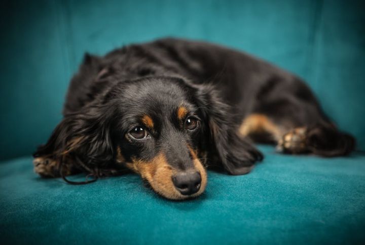 Dachshund – Intervertebral Disk Disease (IVDD)