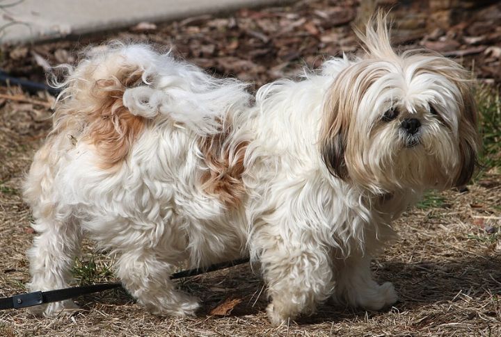 Shih Tzu – Patellar Luxation