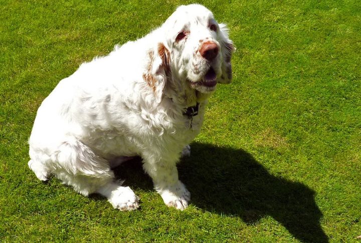 Clumber Spaniel