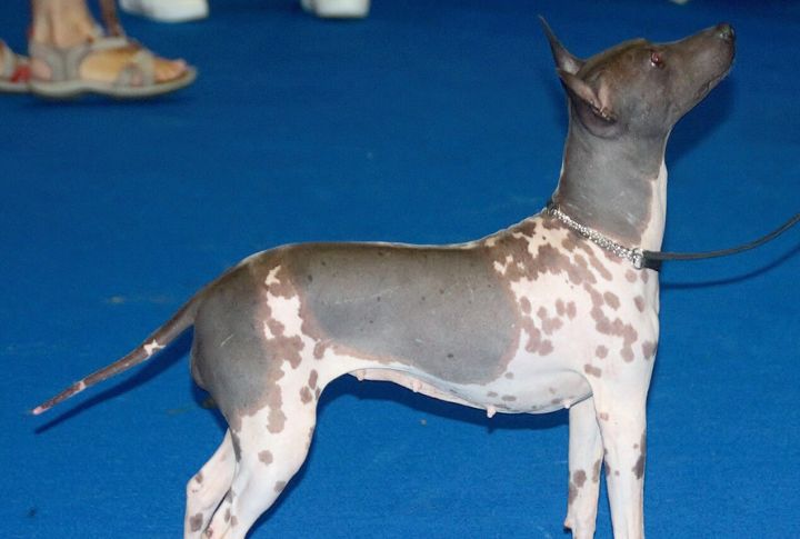 Recognized By AKC Relatively Recently
