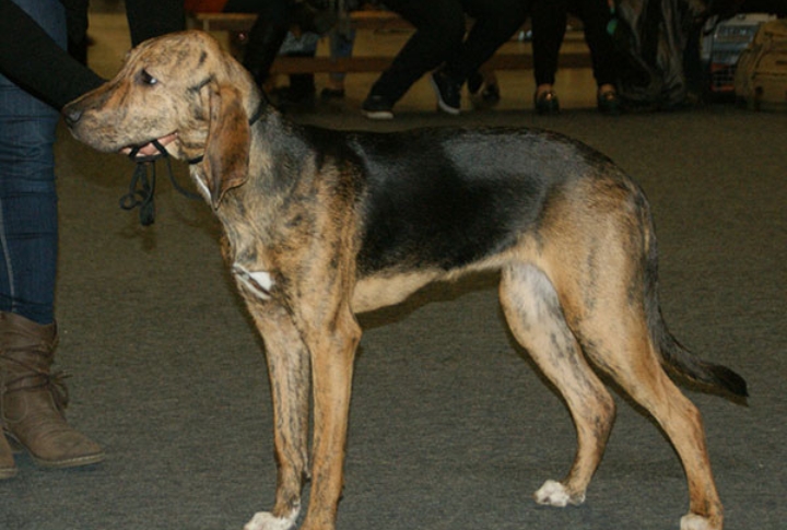 Plott Hound