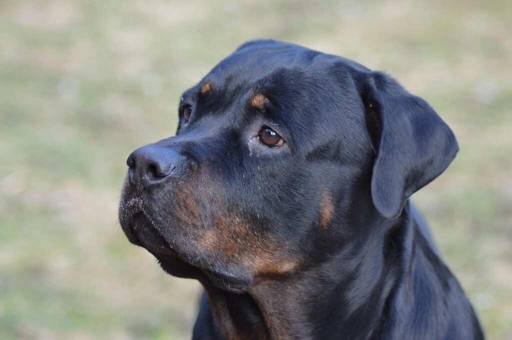 dog, nature, rottweiler, canine, pet, domestic, companion, animal