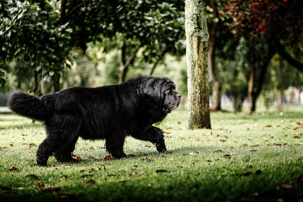 newfoundland dog, dog, pet, terranova, black dog, animal, domestic, canine, nature, mammal, cute, outdoors, field