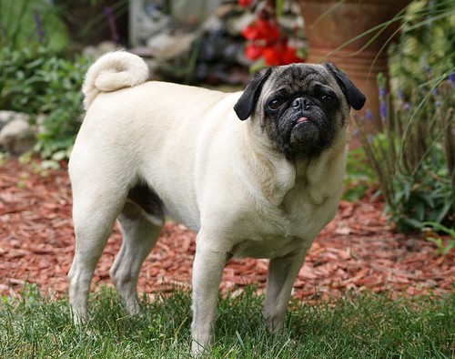 15 Common Dog Behavior Problems and How to Fix Them