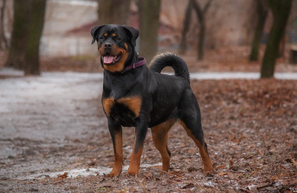 rottweiler, dog, pet, canine, animal, nature, fur, snout, mammal, dog portrait, animal world
