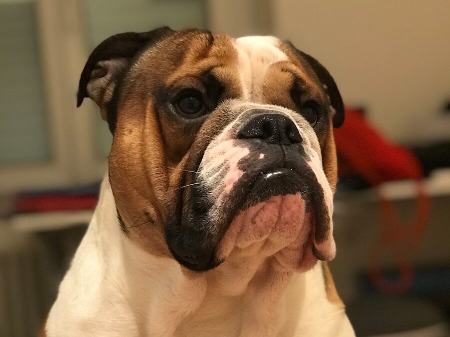 white and brown short coated dog
