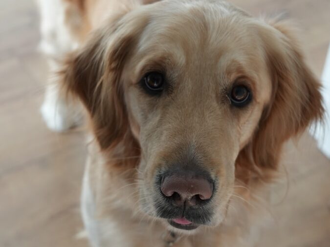 A golden retriever stares intently at the camera.