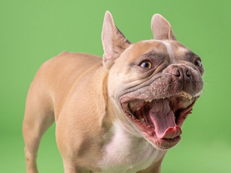 a brown and white dog standing on a green background