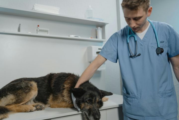 Annual Veterinary Health Checks For Compliance