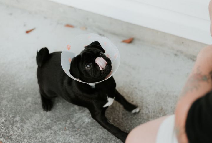 Veterinary Costs Can Be Unexpectedly High