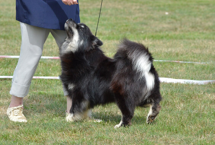 Loyal And Protective Companion