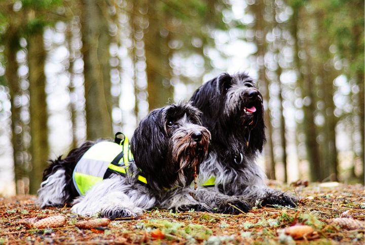 Exercise Needs For A Happy Dog