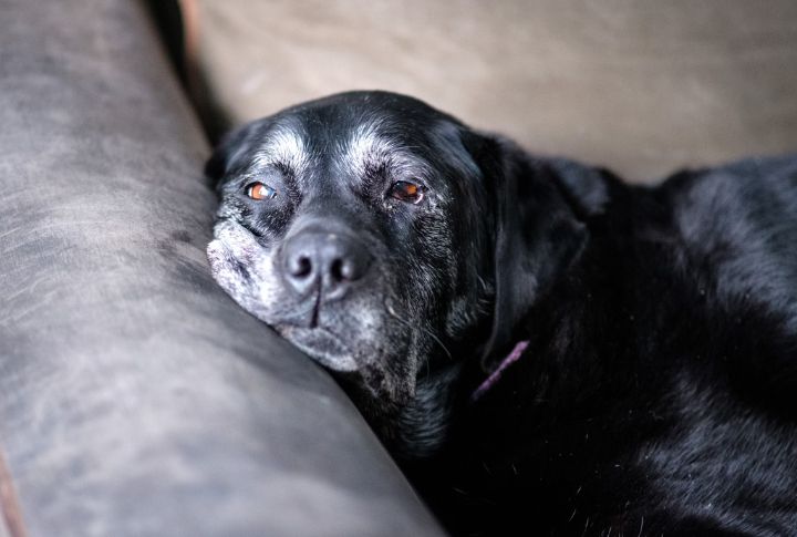 Graying Fur Appears Around The Face