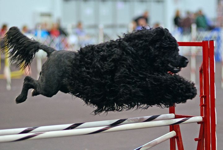 Portuguese Water Dog