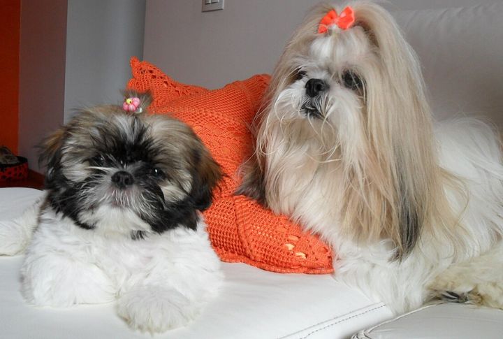 Shih Tzu