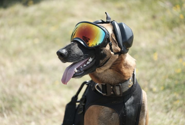 Dog Armor Saves A Life In Casablanca