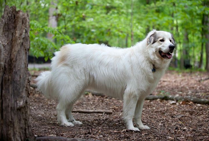 Great Pyrenees