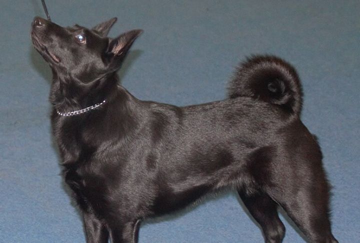 Host Educational Events And Breed Showcases