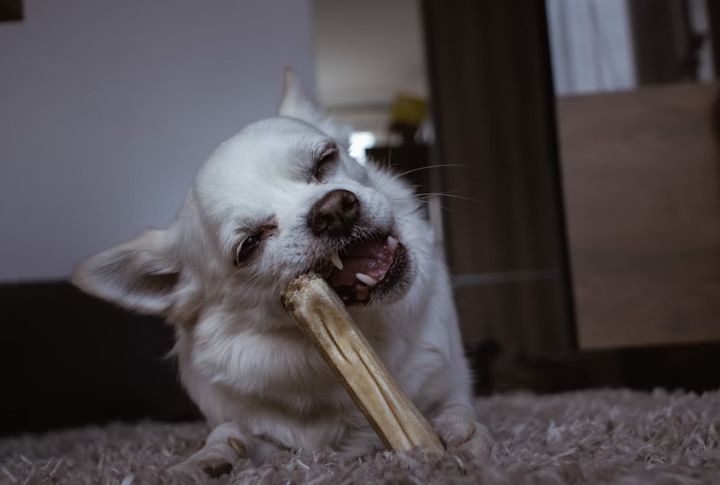 Offer Raw Bones (Vet-Approved)