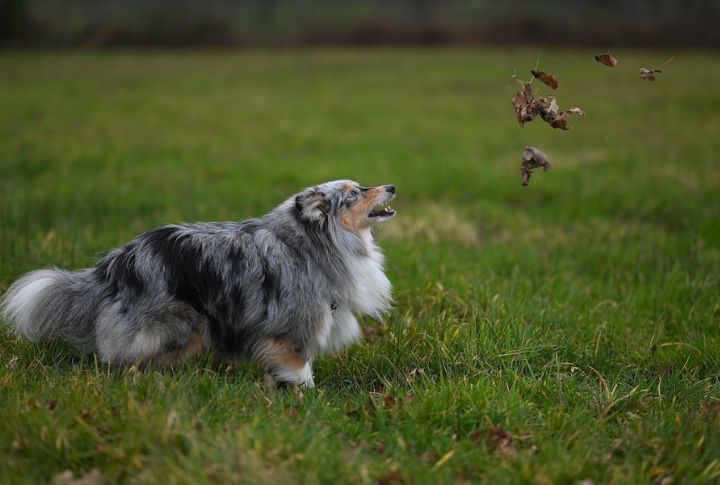 Shetland Sheepdog