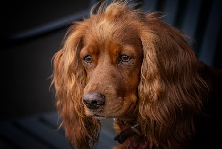 Cocker Spaniel – Glaucoma