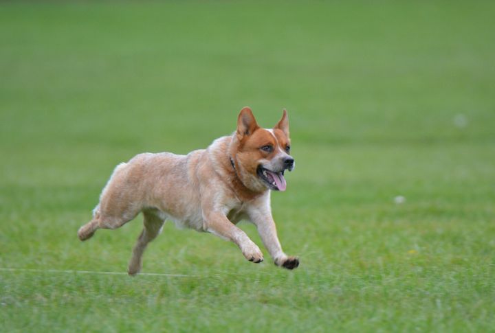 Canyon For An Australian Cattle Dog