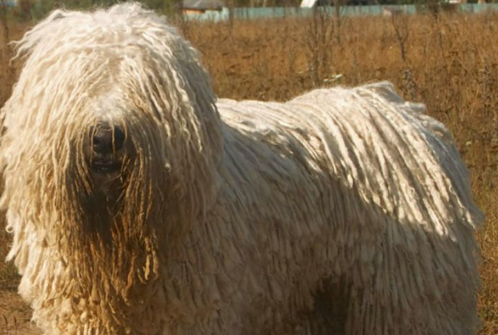 Extensive Grooming Commitment