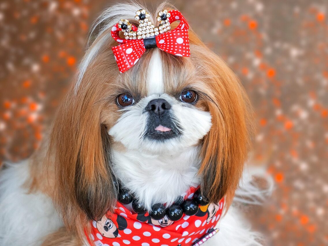 shih tzu, dog, nature, pet, canine, animal, cute dog, adorable