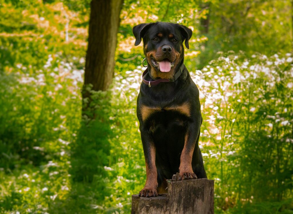 rottweiler, pet, dog, breed, puppy, cute, animal, nature