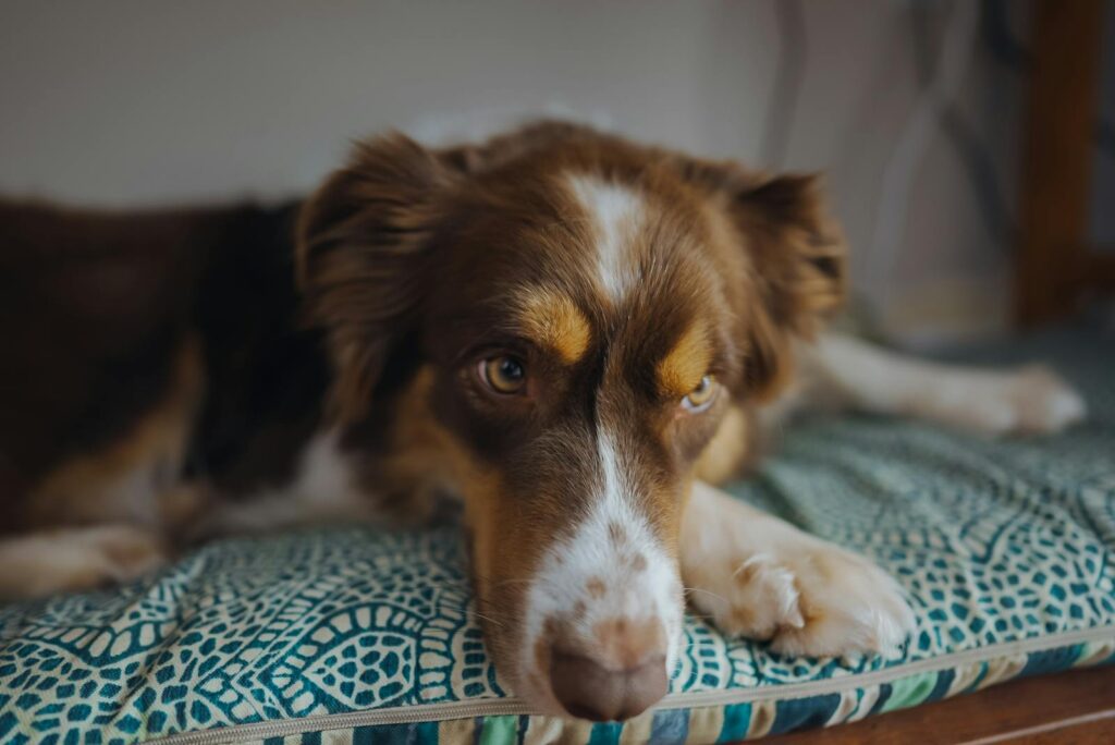 Close-up of a border collie lying on a patterned pillow indoors.