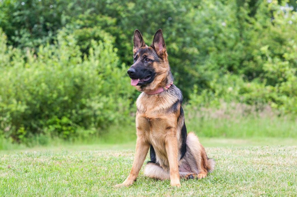 german shepherd, dog, nature, canine, shepherd, shepherd dog, pet, animal