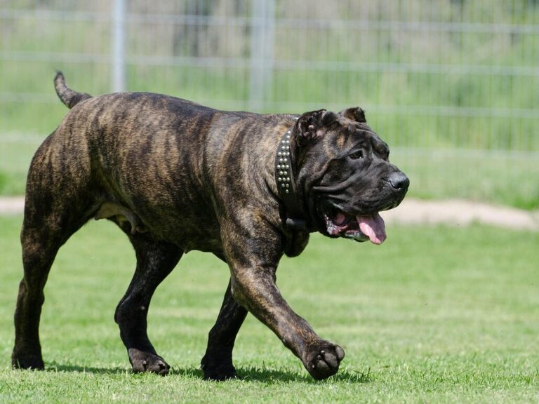 dogo canario, docked dog, female dog, animal shelter, animal boarding, dog boarding, dog run, playing dog, docked, ears cropped, dogo canario, dogo canario, dogo canario, dogo canario, dogo canario