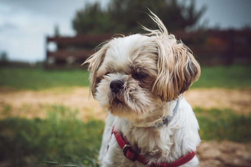 dog, shih tzu, puppy, nature, animal, mammal, pet, outdoors, canine