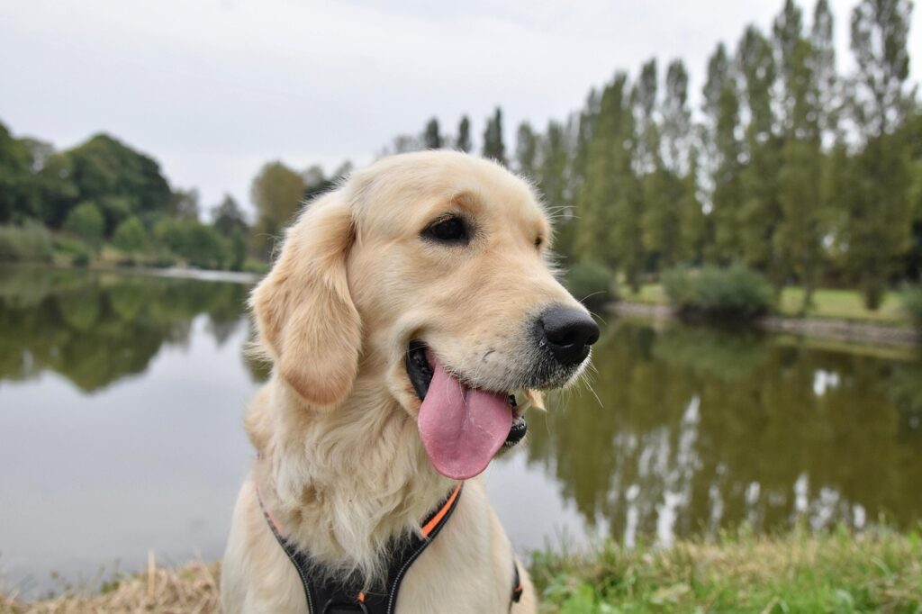 golden retriever, dog, animal, canine, pet, golden retriever sirena, service dog