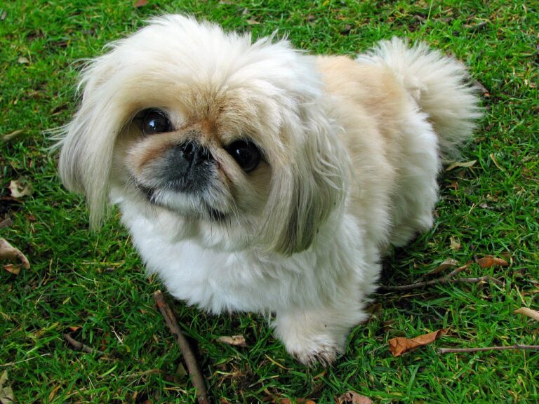 pekingese, dog, pet, canine, animal, sitting, nature, portrait, cute, outdoors, nobody, furry, green portrait, green pets