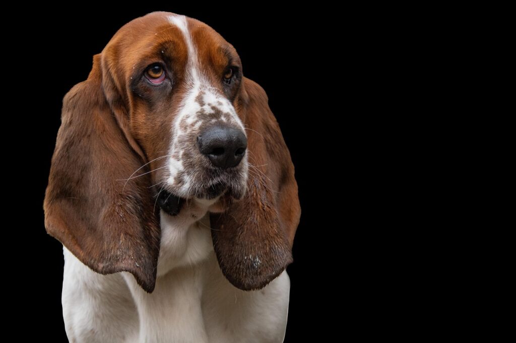 basset hound, nature, dog, hunting dog, pet, short-haired coat, english-french origin, dog background, dog wallpaper, canine, animal