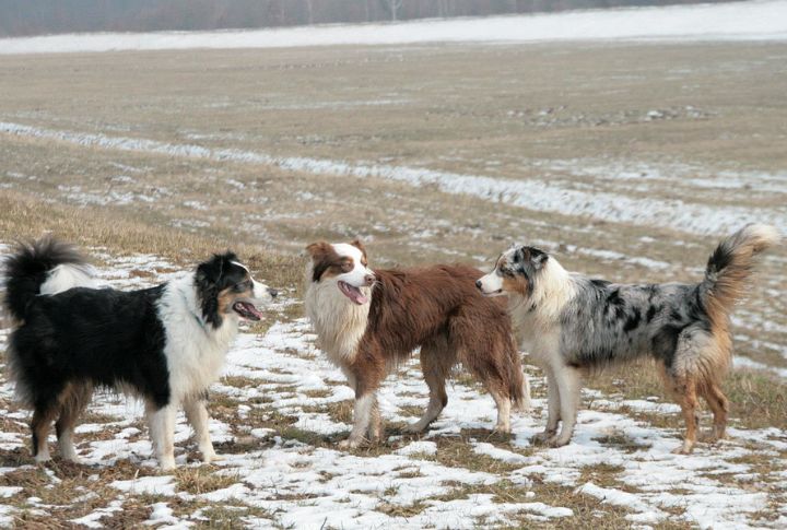 Australian Shepherd
