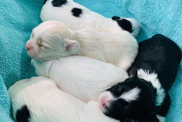 Once The Rarest Dog Breed