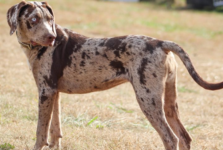 Catahoula Leopard Dog