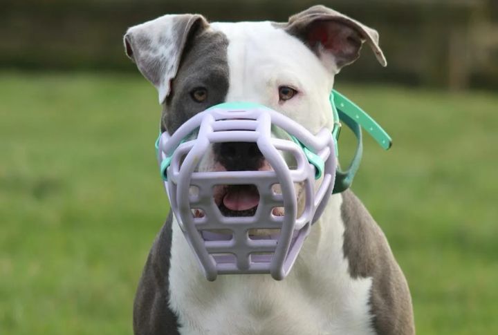 Updated Muzzle Laws For City Walks