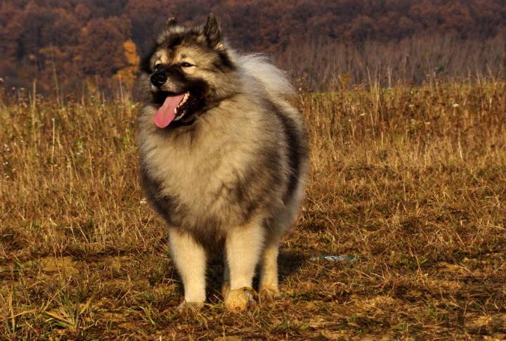 Their Bark Is Loud, Sharp, And Purposeful