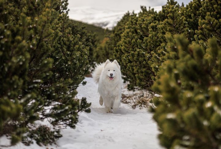Samoyed Husky