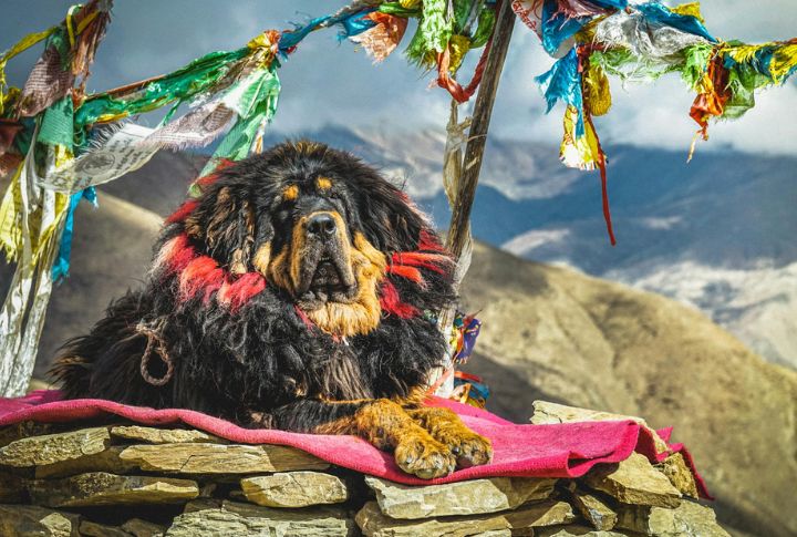 Tibetan Mastiff