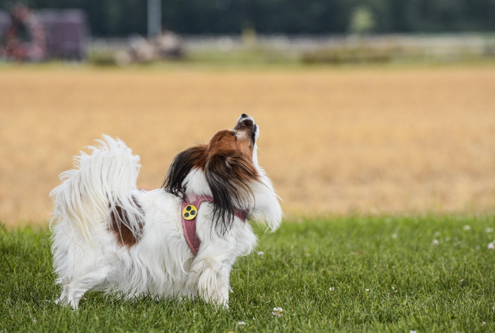 Scent Trail Adventure